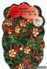 Image result for Akelei