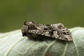 Attēlu rezultāti vaicājumam “Eurois occulta”