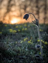 Attēlu rezultāti vaicājumam “Pulsatilla pratensis fruit”
