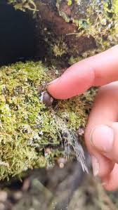 Attēlu rezultāti vaicājumam “Lycogala exiguum aggr. sessile”