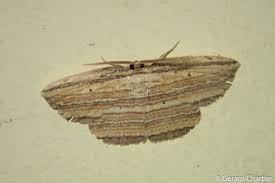 Attēlu rezultāti vaicājumam “Drepanidae”