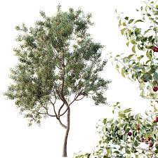 Attēlu rezultāti vaicājumam “Cerasus leaf”