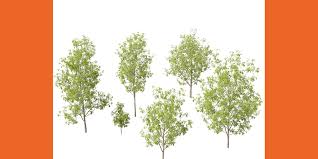 Attēlu rezultāti vaicājumam “Fraxinus excelsior”