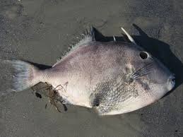 Image result for Balistes capriscus