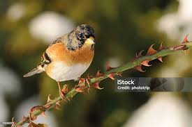 Attēlu rezultāti vaicājumam “Fringilla montifringilla”