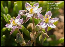 Attēlu rezultāti vaicājumam “Spergularia marina”