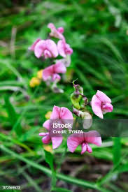 Attēlu rezultāti vaicājumam “Lathyrus sylvestris flower”