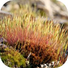 Attēlu rezultāti vaicājumam “Ceratodon purpureus sporophyte”