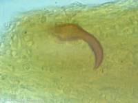 Attēlu rezultāti vaicājumam “Onnia triquetra”