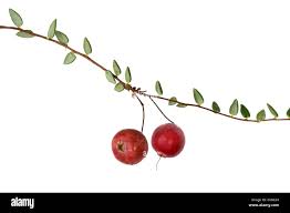 Attēlu rezultāti vaicājumam “Oxycoccus fruit”