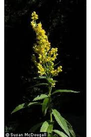 Attēlu rezultāti vaicājumam “Solidago canadensis”