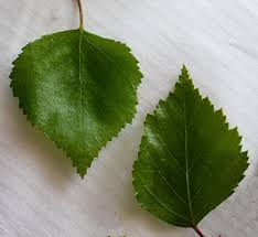 Attēlu rezultāti vaicājumam “Betula pubescens”