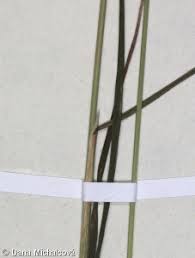 Attēlu rezultāti vaicājumam “Poa palustris leaf”