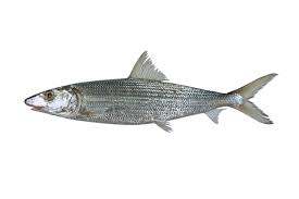 Image result for Albula glossodonta