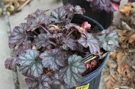 Image result for Heuchera `Swirling Fantasy`