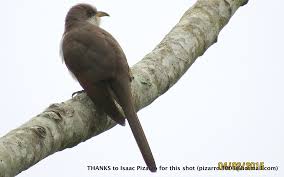 Image result for Coccyzus americanus