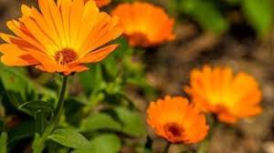 Attēlu rezultāti vaicājumam “Calendula officinalis”