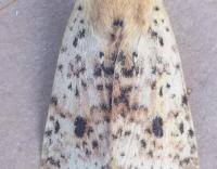 Attēlu rezultāti vaicājumam “Conistra rubiginea”