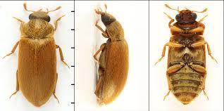 Attēlu rezultāti vaicājumam “Byturus ochraceus”