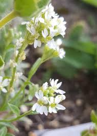 Attēlu rezultāti vaicājumam “Berteroa incana flower”