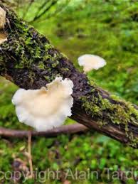 Attēlu rezultāti vaicājumam “Lentinus suavissimus”