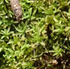 Attēlu rezultāti vaicājumam “Gymnostomum calcareum”