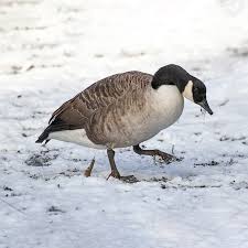 Image result for Branta canadensis