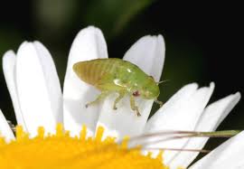 Attēlu rezultāti vaicājumam “Philaenus spumarius nymph”