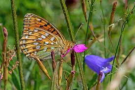 Attēlu rezultāti vaicājumam “Argynnis aglaja underside”