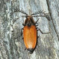 Attēlu rezultāti vaicājumam “Anostirus castaneus”