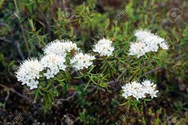 Attēlu rezultāti vaicājumam “Ledum palustre flower”