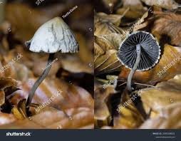 Attēlu rezultāti vaicājumam “Panaeolus papilionaceus”