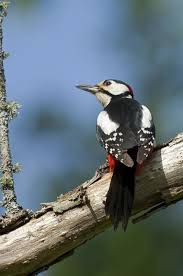 Attēlu rezultāti vaicājumam “Dendrocopos major”