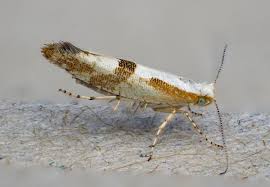 Attēlu rezultāti vaicājumam “Argyresthia pruniella”