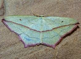 Attēlu rezultāti vaicājumam “Timandra comae”