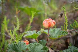 Attēlu rezultāti vaicājumam “Rubus chamaemorus flower”