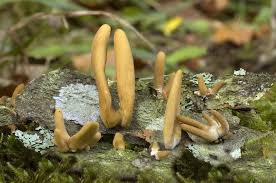 Attēlu rezultāti vaicājumam “Macrotyphula fistulosa”