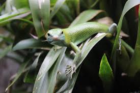 Risultati immagini per dasia smaragdina