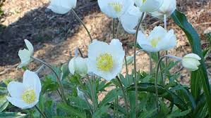 Attēlu rezultāti vaicājumam “Anemone sylvestris fruit”