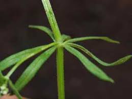 Attēlu rezultāti vaicājumam “Galium aparine leaf”