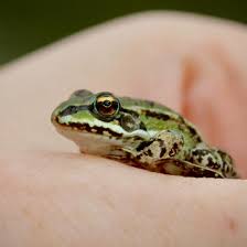 Attēlu rezultāti vaicājumam “Pelophylax”