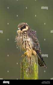 Attēlu rezultāti vaicājumam “Falco subbuteo adult”