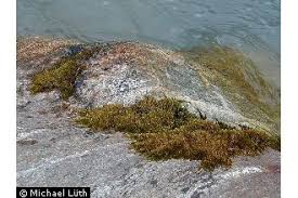 Attēlu rezultāti vaicājumam “Hygrohypnum luridum”