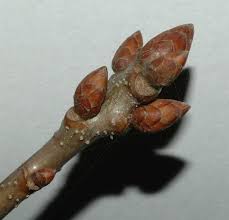 Attēlu rezultāti vaicājumam “Quercus robur bud”