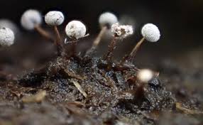 Attēlu rezultāti vaicājumam “Didymium bahiense macro”