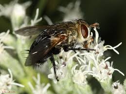 Attēlu rezultāti vaicājumam “Tachinidae”