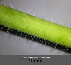 Attēlu rezultāti vaicājumam “Ranunculus lanuginosus leaf”