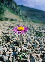 Image result for Aster alpinus