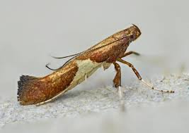 Attēlu rezultāti vaicājumam “Caloptilia stigmatella”