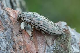 Attēlu rezultāti vaicājumam “Chalcophora mariana”